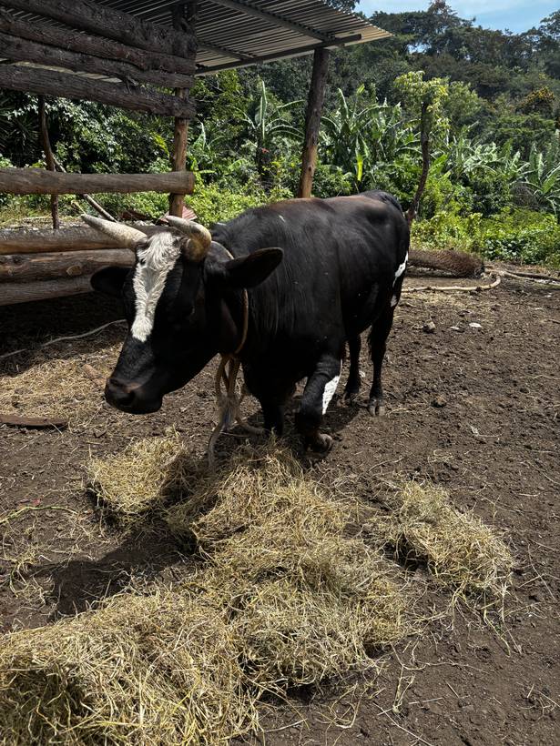 Pancho, el toro rescatado, comiendo heno